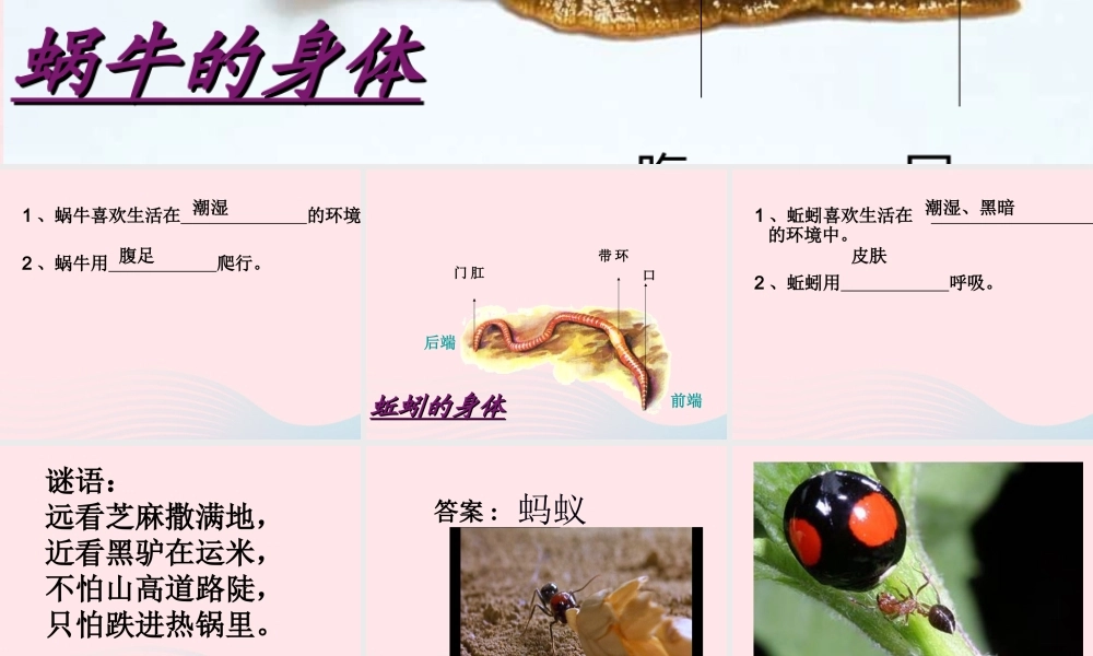 三年级科学上册 2.5《蚂蚁》课件（5） 教科版-教科版小学三年级上册自然科学课件