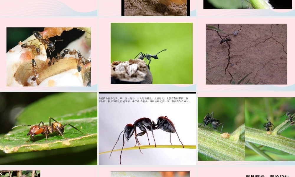 三年级科学上册 2.5《蚂蚁》课件（5） 教科版-教科版小学三年级上册自然科学课件