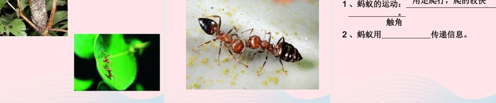 三年级科学上册 2.5《蚂蚁》课件（5） 教科版-教科版小学三年级上册自然科学课件