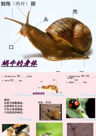 三年级科学上册 2.5《蚂蚁》课件（5） 教科版-教科版小学三年级上册自然科学课件