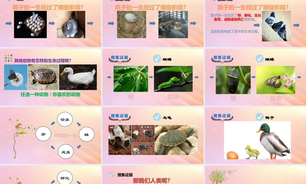 三年级科学上册 第二单元 动物的特征 4 动物的一生教学课件 大象版-大象版小学三年级上册自然科学课件