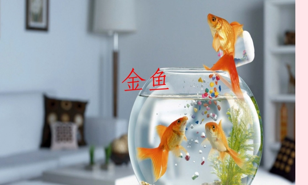 三年级科学上册 2.6《金鱼》课件（1） 教科版-教科版小学三年级上册自然科学课件
