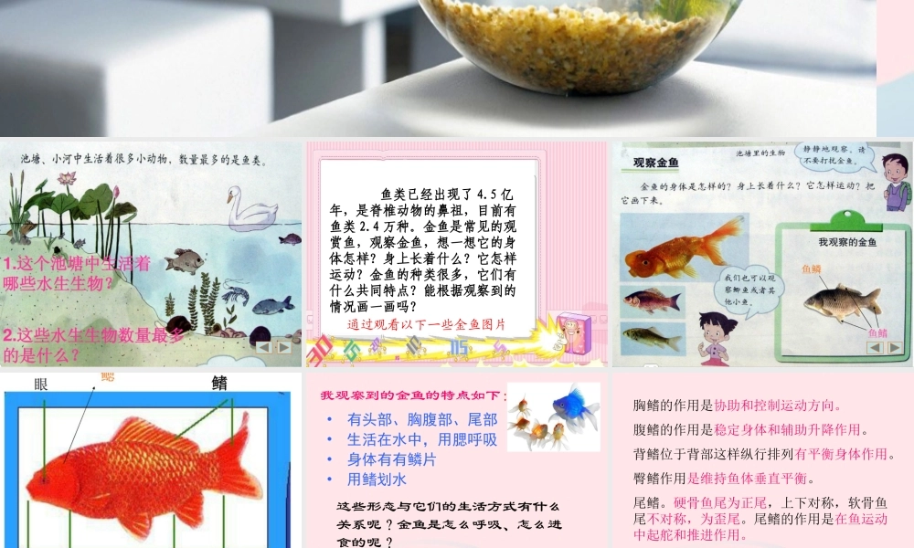 三年级科学上册 2.6《金鱼》课件（1） 教科版-教科版小学三年级上册自然科学课件