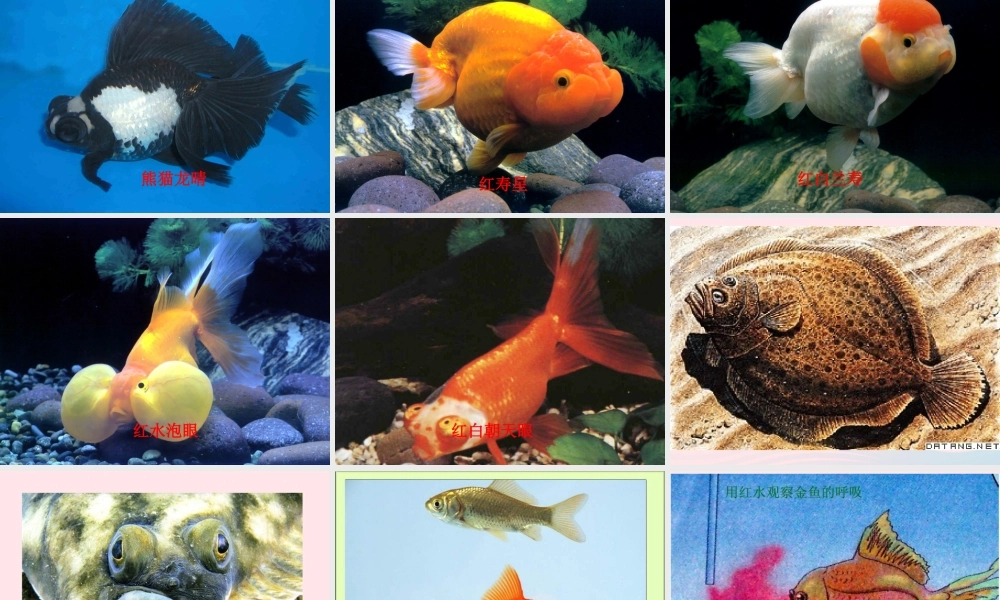 三年级科学上册 2.6《金鱼》课件（1） 教科版-教科版小学三年级上册自然科学课件