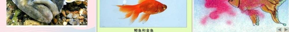 三年级科学上册 2.6《金鱼》课件（1） 教科版-教科版小学三年级上册自然科学课件