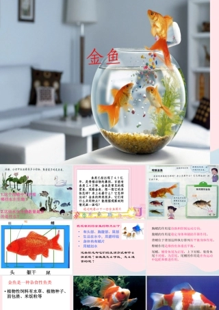 三年级科学上册 2.6《金鱼》课件（1） 教科版-教科版小学三年级上册自然科学课件