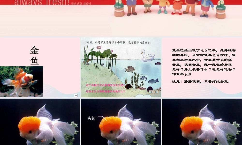 三年级科学上册 2.6《金鱼》课件（2） 教科版-教科版小学三年级上册自然科学课件