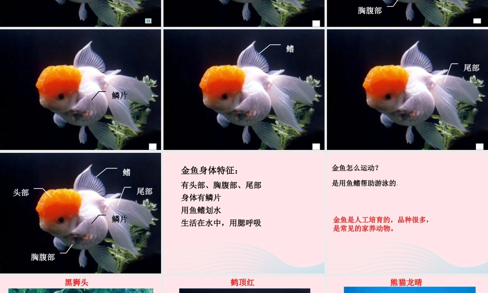 三年级科学上册 2.6《金鱼》课件（2） 教科版-教科版小学三年级上册自然科学课件