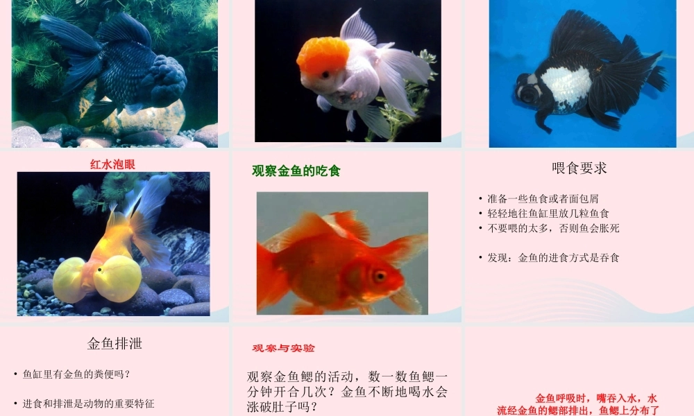 三年级科学上册 2.6《金鱼》课件（2） 教科版-教科版小学三年级上册自然科学课件