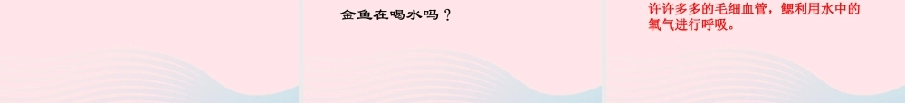 三年级科学上册 2.6《金鱼》课件（2） 教科版-教科版小学三年级上册自然科学课件