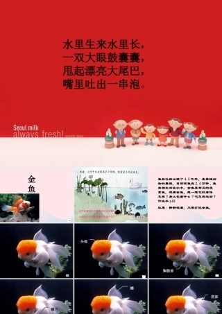 三年级科学上册 2.6《金鱼》课件（2） 教科版-教科版小学三年级上册自然科学课件