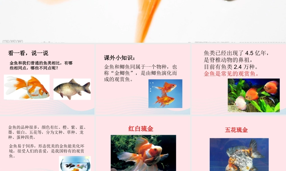 三年级科学上册 2.6《金鱼》课件（3） 教科版-教科版小学三年级上册自然科学课件