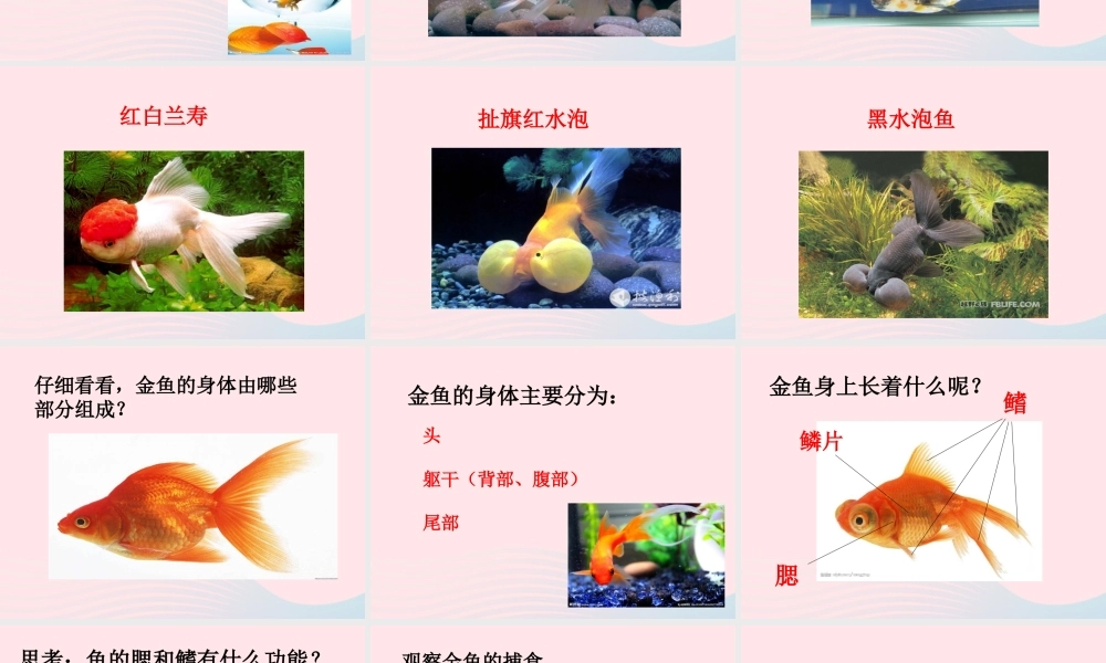 三年级科学上册 2.6《金鱼》课件（3） 教科版-教科版小学三年级上册自然科学课件