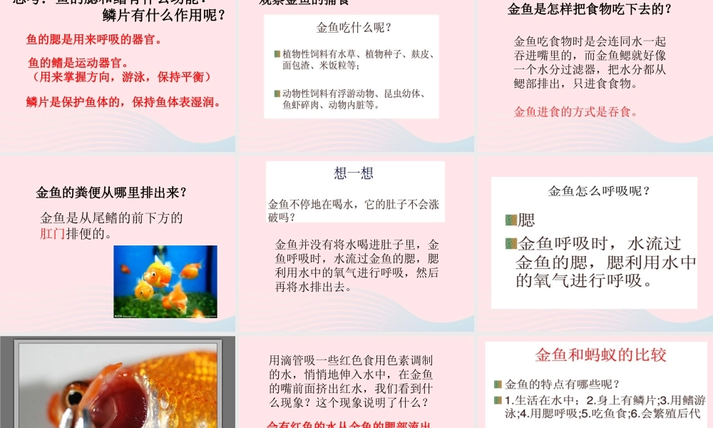 三年级科学上册 2.6《金鱼》课件（3） 教科版-教科版小学三年级上册自然科学课件