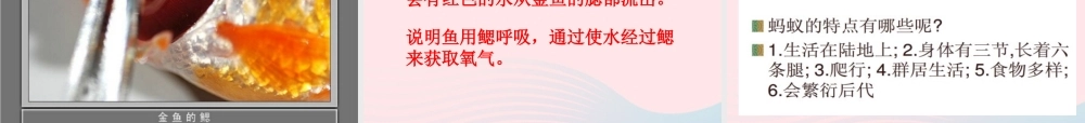 三年级科学上册 2.6《金鱼》课件（3） 教科版-教科版小学三年级上册自然科学课件