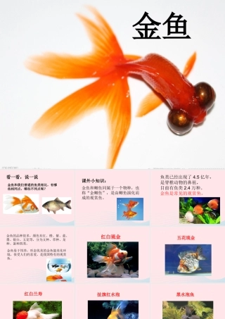 三年级科学上册 2.6《金鱼》课件（3） 教科版-教科版小学三年级上册自然科学课件