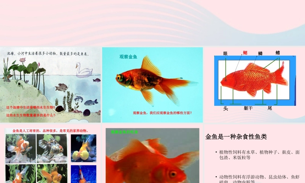 三年级科学上册 2.6《金鱼》课件（4） 教科版-教科版小学三年级上册自然科学课件