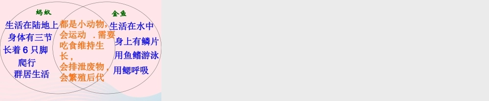 三年级科学上册 2.6《金鱼》课件（4） 教科版-教科版小学三年级上册自然科学课件