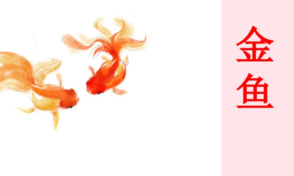 三年级科学上册 2.6《金鱼》课件（5） 教科版-教科版小学三年级上册自然科学课件