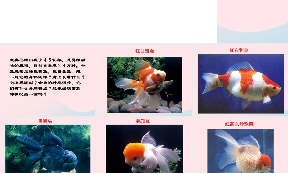 三年级科学上册 2.6《金鱼》课件（5） 教科版-教科版小学三年级上册自然科学课件