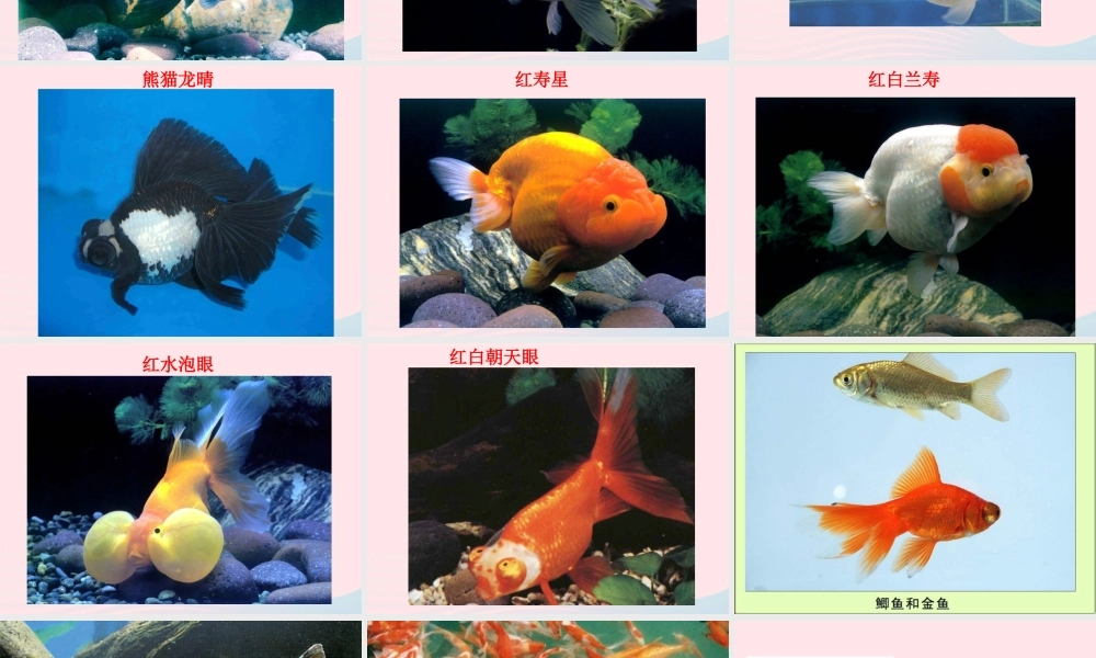 三年级科学上册 2.6《金鱼》课件（5） 教科版-教科版小学三年级上册自然科学课件