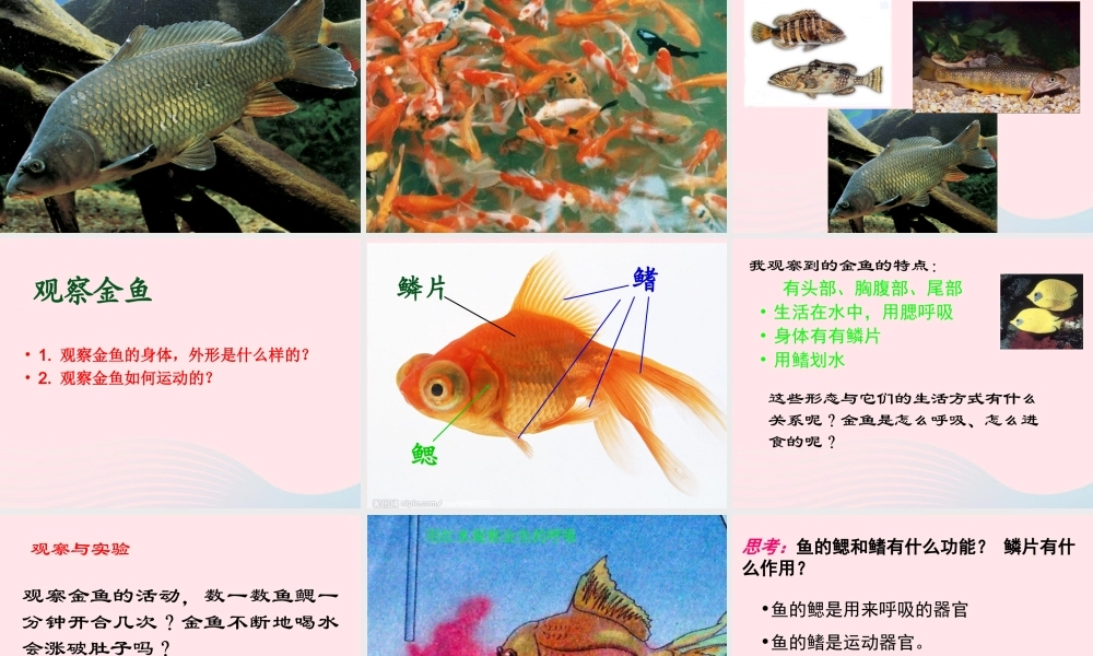 三年级科学上册 2.6《金鱼》课件（5） 教科版-教科版小学三年级上册自然科学课件