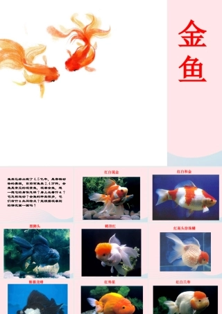 三年级科学上册 2.6《金鱼》课件（5） 教科版-教科版小学三年级上册自然科学课件