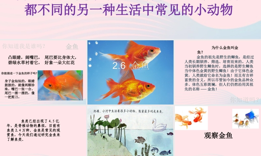 三年级科学上册 2.6《金鱼》课件（6） 教科版-教科版小学三年级上册自然科学课件