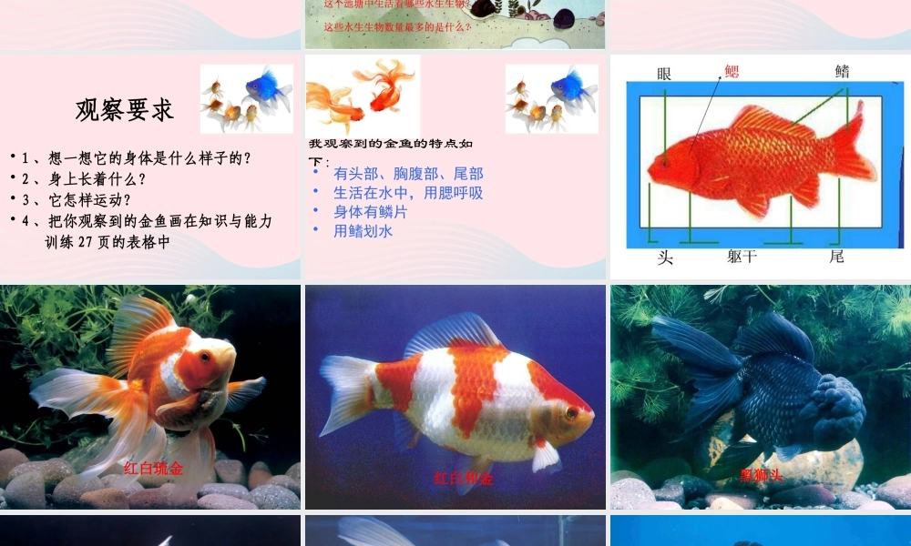 三年级科学上册 2.6《金鱼》课件（6） 教科版-教科版小学三年级上册自然科学课件