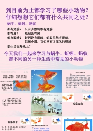 三年级科学上册 2.6《金鱼》课件（6） 教科版-教科版小学三年级上册自然科学课件