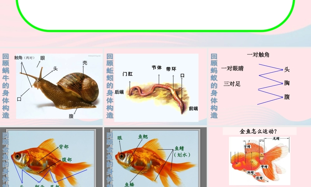 三年级科学上册 2.7《动物有哪些相同特点》课件（1） 教科版-教科版小学三年级上册自然科学课件