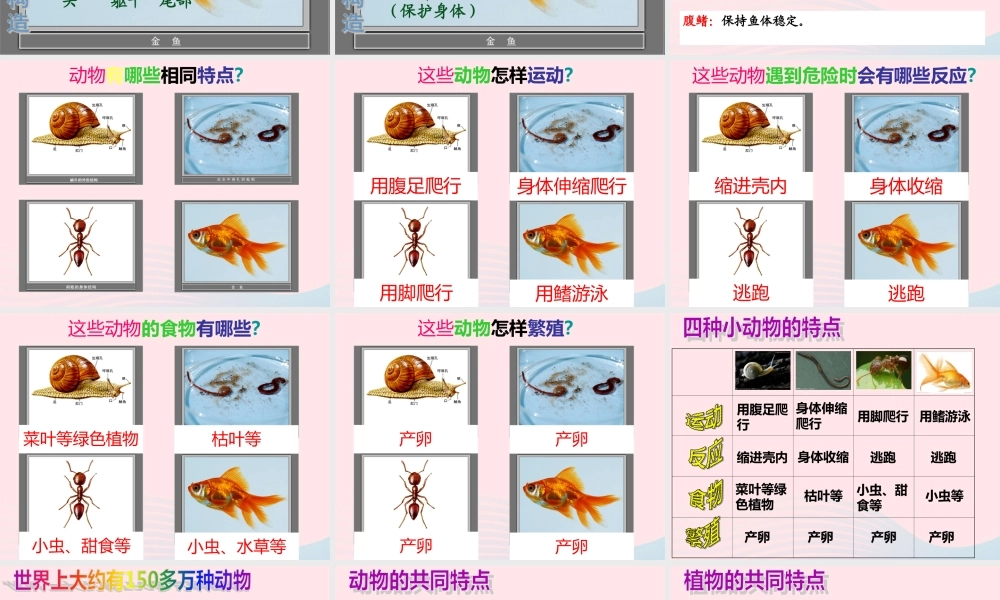 三年级科学上册 2.7《动物有哪些相同特点》课件（1） 教科版-教科版小学三年级上册自然科学课件