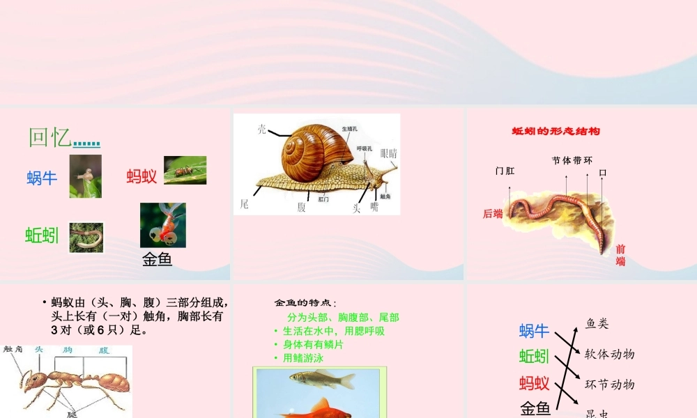 三年级科学上册 2.7《动物有哪些相同特点》课件（2） 教科版-教科版小学三年级上册自然科学课件