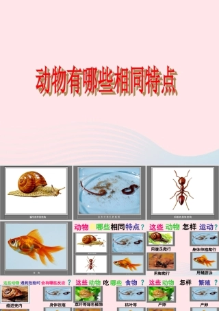 三年级科学上册 2.7《动物有哪些相同特点》课件（4） 教科版-教科版小学三年级上册自然科学课件