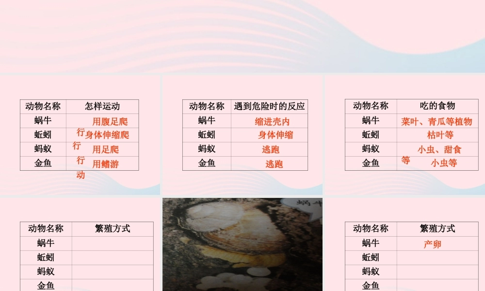 三年级科学上册 2.7《动物有哪些相同特点》课件（5） 教科版-教科版小学三年级上册自然科学课件