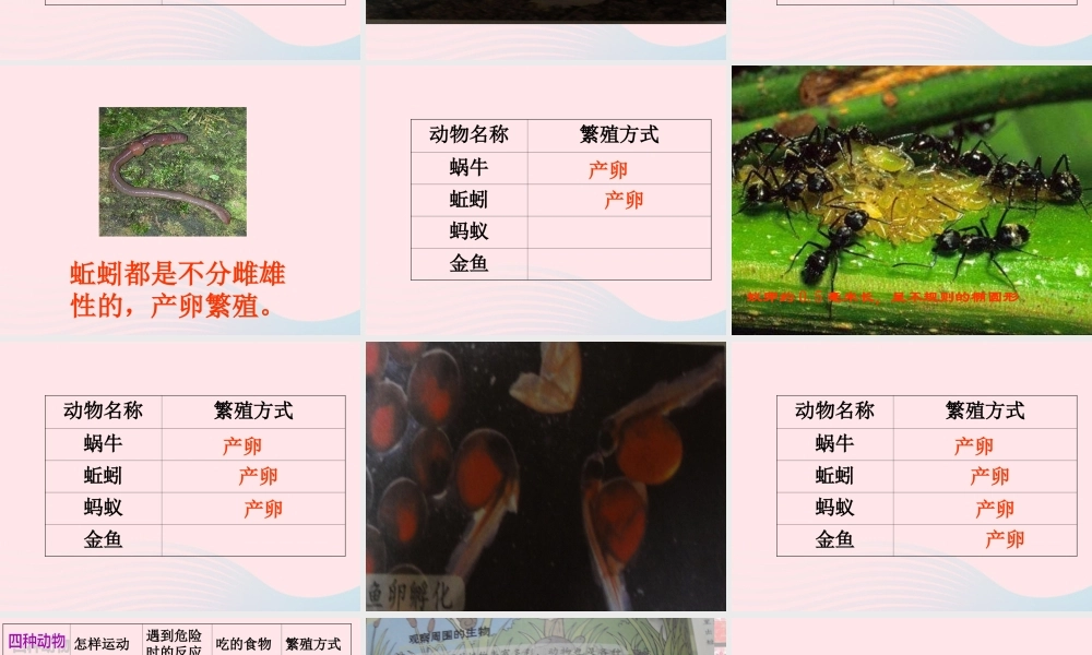 三年级科学上册 2.7《动物有哪些相同特点》课件（5） 教科版-教科版小学三年级上册自然科学课件