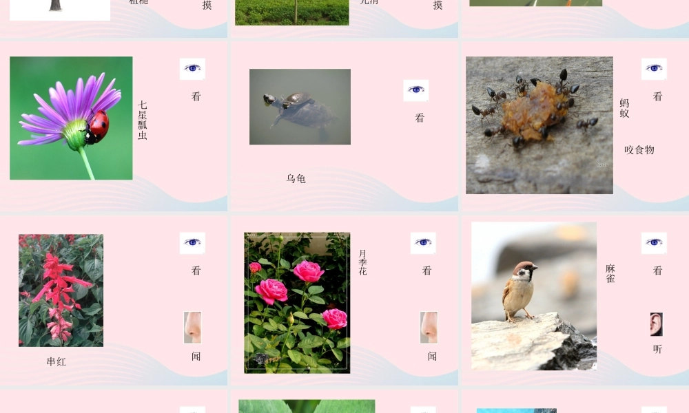 三年级科学上册 第3课《寻找动物和植物》课件（1） 冀教版-冀教版小学三年级上册自然科学课件