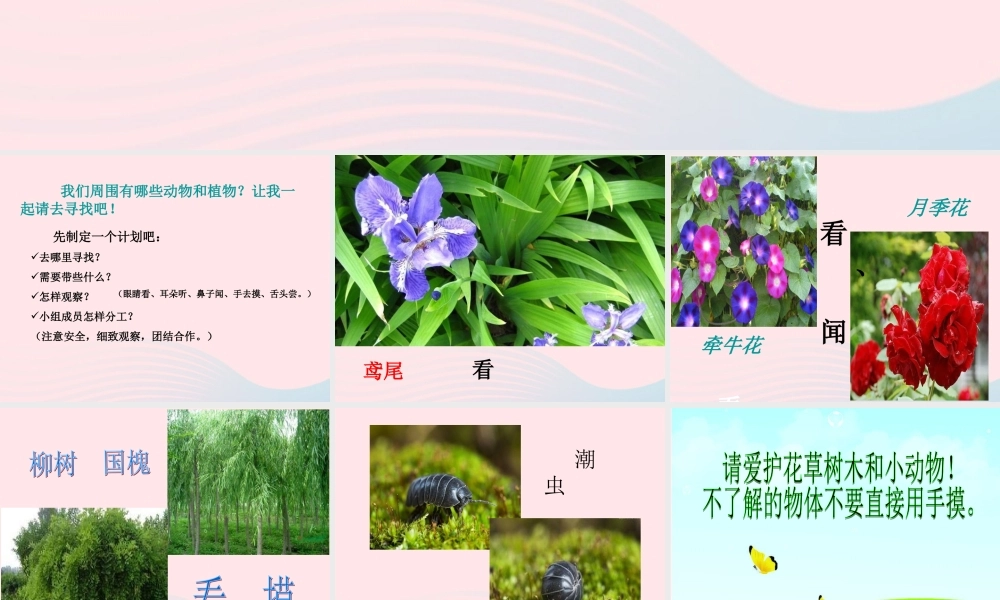 三年级科学上册 第3课《寻找动物和植物》课件（4） 冀教版-冀教版小学三年级上册自然科学课件
