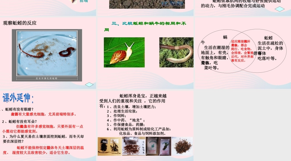 三年级科学上册 第4课《蚯蚓》课件（1） 冀教版-冀教版小学三年级上册自然科学课件