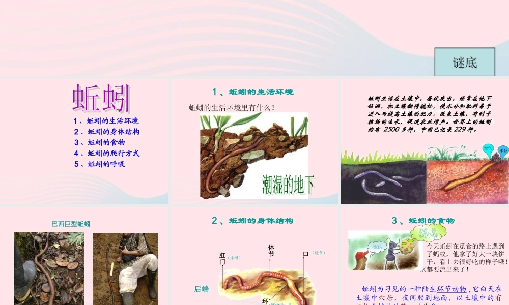 三年级科学上册 第4课《蚯蚓》课件（2） 冀教版-冀教版小学三年级上册自然科学课件