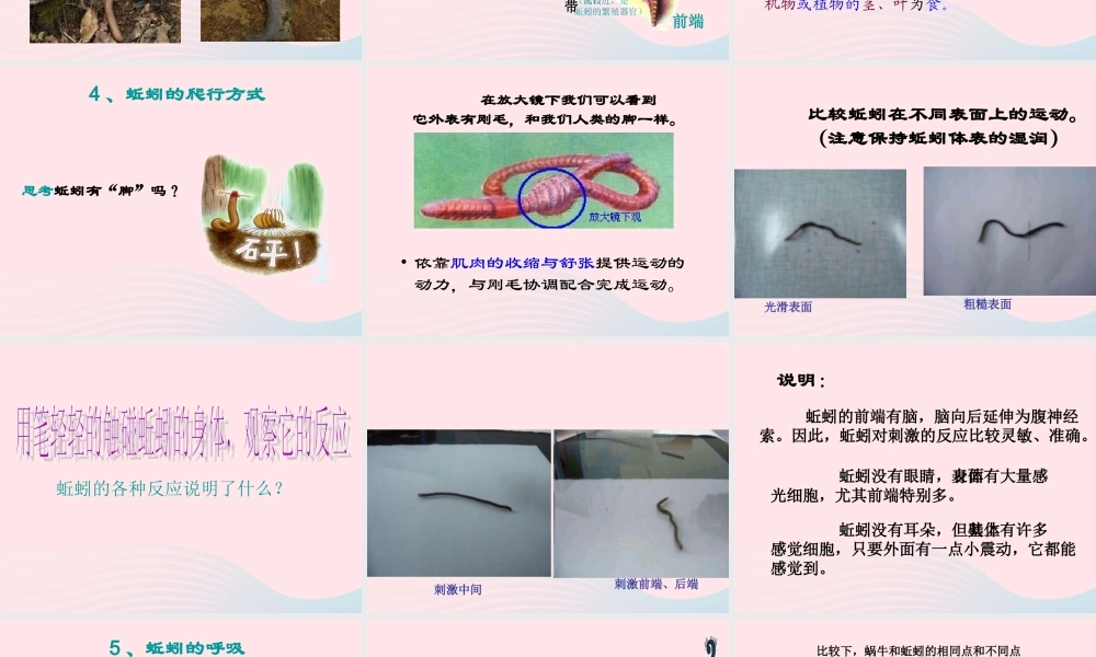 三年级科学上册 第4课《蚯蚓》课件（2） 冀教版-冀教版小学三年级上册自然科学课件
