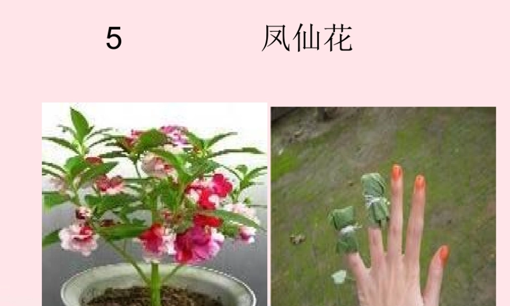 三年级科学上册 第5课《凤仙花》课件（1） 冀教版-冀教版小学三年级上册自然科学课件