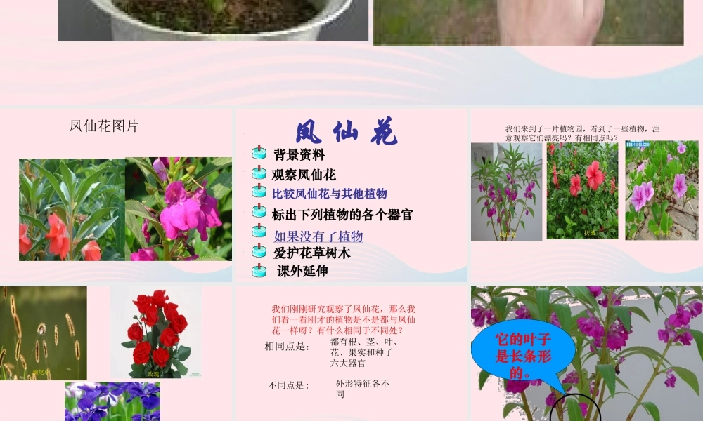 三年级科学上册 第5课《凤仙花》课件（1） 冀教版-冀教版小学三年级上册自然科学课件