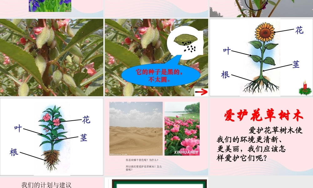 三年级科学上册 第5课《凤仙花》课件（1） 冀教版-冀教版小学三年级上册自然科学课件