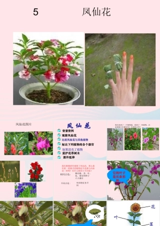 三年级科学上册 第5课《凤仙花》课件（1） 冀教版-冀教版小学三年级上册自然科学课件