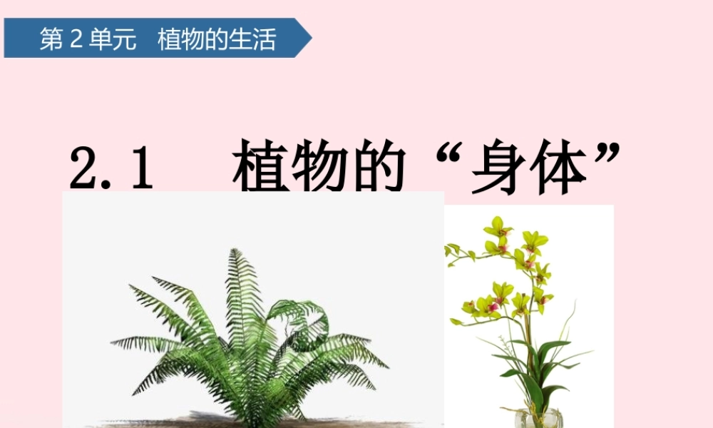 三年级科学上册 第二单元 植物的生活 第5课植物的身体课件 青岛版六三制-青岛版小学三年级上册自然科学课件