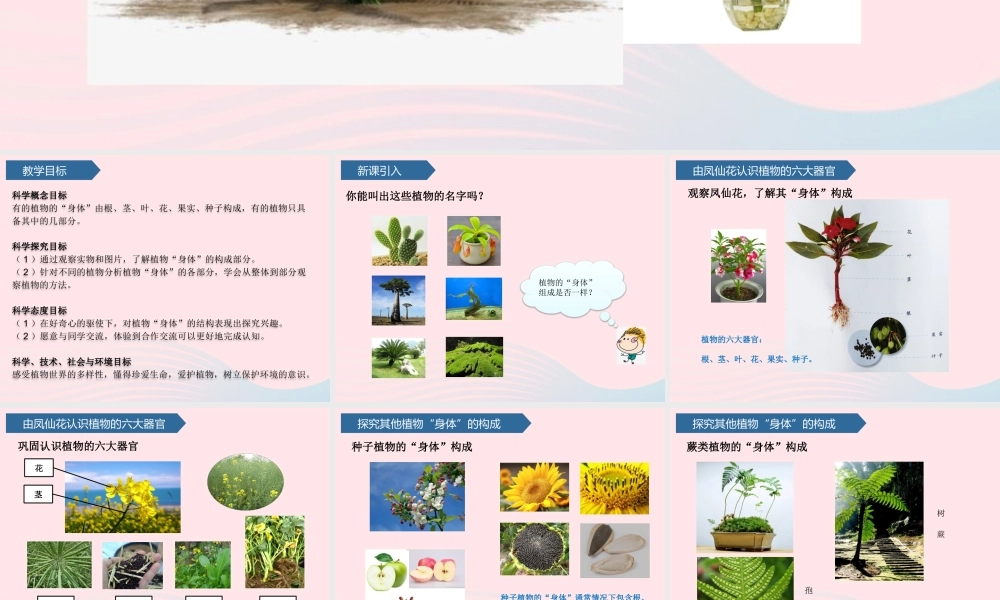 三年级科学上册 第二单元 植物的生活 第5课植物的身体课件 青岛版六三制-青岛版小学三年级上册自然科学课件