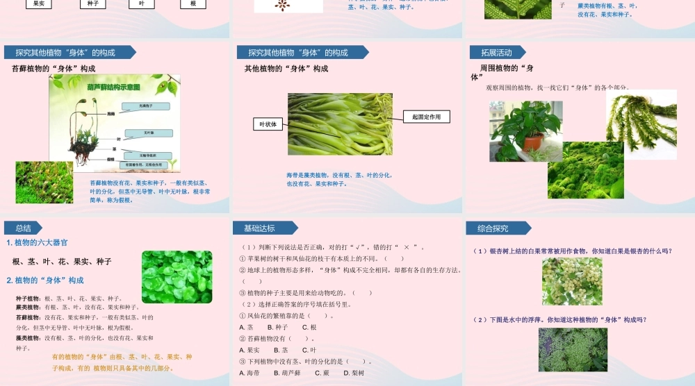 三年级科学上册 第二单元 植物的生活 第5课植物的身体课件 青岛版六三制-青岛版小学三年级上册自然科学课件