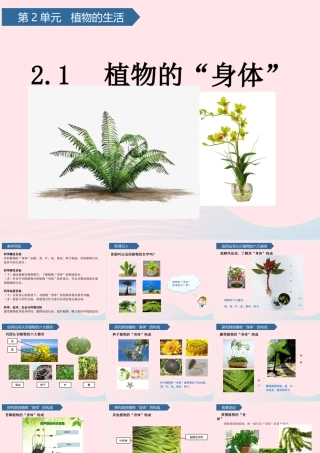 三年级科学上册 第二单元 植物的生活 第5课植物的身体课件 青岛版六三制-青岛版小学三年级上册自然科学课件