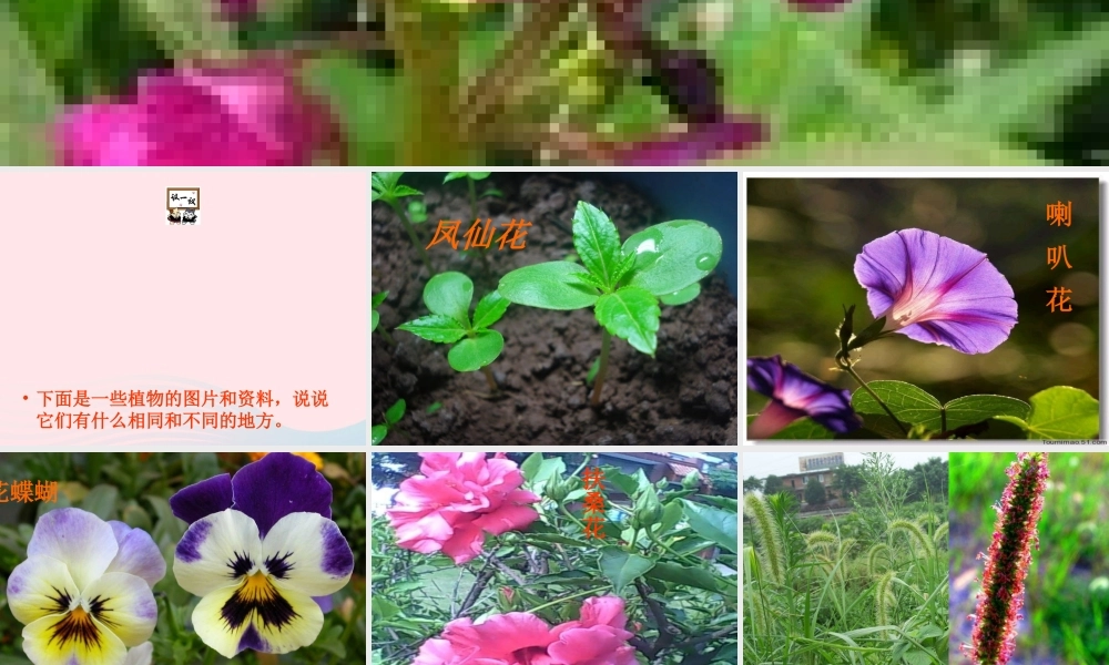 三年级科学上册 第5课《凤仙花》课件（2） 冀教版-冀教版小学三年级上册自然科学课件